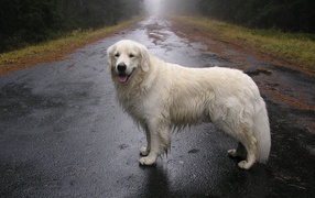 The dog is standing on a wet road