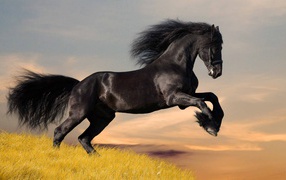 Черный конь с блестящей кожей