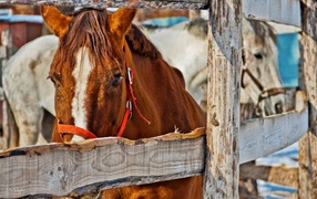 Коричневый конь за деревянным забором