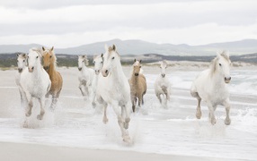 Herd of horses on the shore