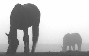 Лошади пасутся в тумане