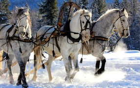 Russian three horses