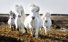 Маленькие белые лошади