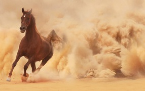 The horse runs out of the dust cloud