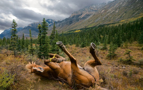 Лошадь валяется в траве