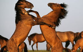 Борьба двух лошадей