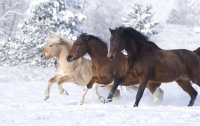 Three horses in the snow