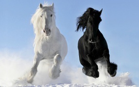 White and black horse in the snow