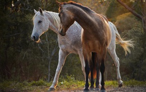 Белый и коричневый кони в лесу