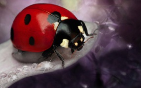 Big red ladybug