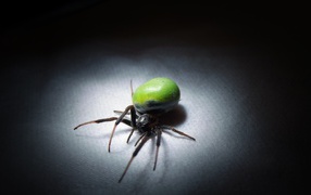 Spider with green belly
