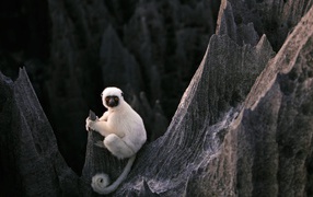 Белая обезьяна на скалах на Мадагаскаре