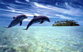 A pair of dolphins jumped out of the water