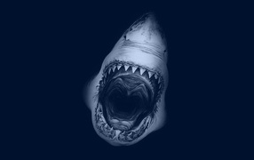 Смертельный оскал акулы