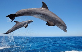 Two dolphins midst of the sea