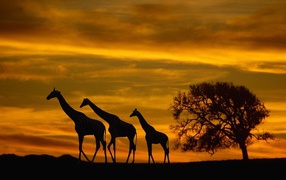 Family of giraffes in Africa at sunset