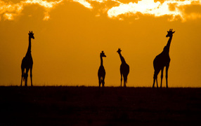 Silhouettes of giraffes