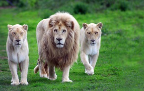 Лев со своими львицами