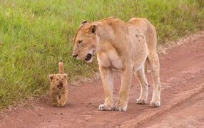 Львенок с мамой идут по дороге