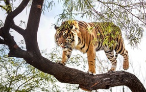 Тигр идет по стволу дерева