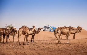 KAMAZ in the desert to Dakar 2015