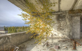 Tree inside the building in Pripyat