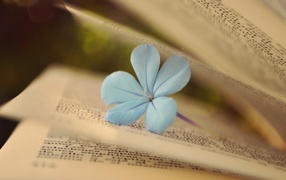 Delicate flower among the pages of a book