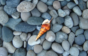 Shell on a blue stones