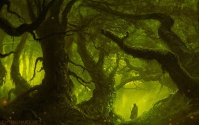 Магический лес в зеленой мгле