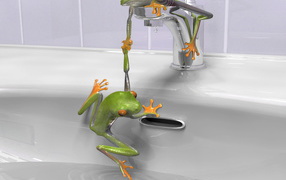 Green frog in the kitchen sink