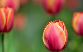 Цветы тюльпаны на 8 марта