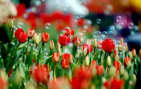 Soap bubbles on red tulips for March 8