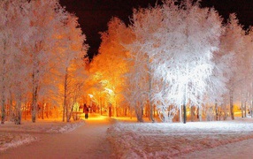 Подсветка покрытых инеем деревьев