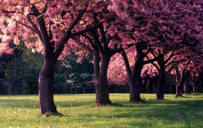 Beautiful photos of flowering trees in spring