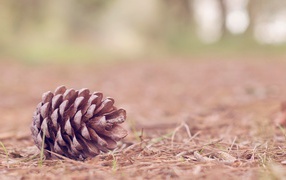 Fir-cone on the forest floor