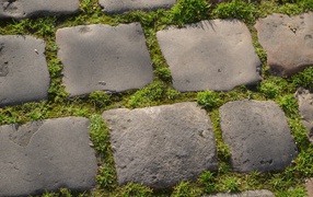 Green grass between the paving blocks