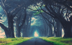Могучие деревья образуют арку над дорогой