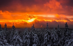 Сосны в снегу на фоне пылающего неба
