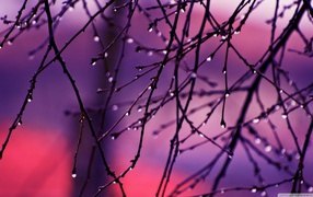 Raindrops on the ends of the branches of the tree