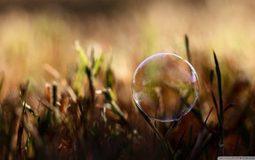 Soap bubble on blade of grass
