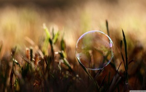 Soap bubble on grass