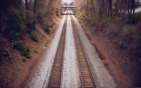 Two ways railroad between trees