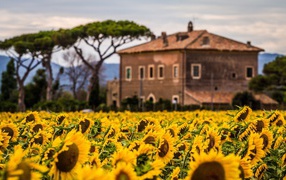 Villa behind the field of sunflowers