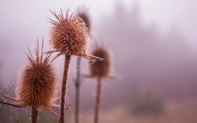 Web buds dry weeds