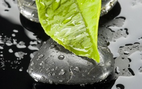 Wet leaves on a wet black stone