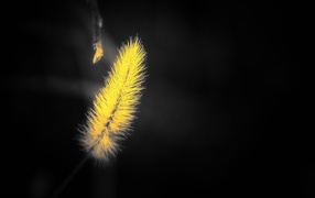 Yellow shaggy spike on a black background