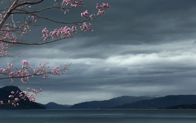 Flowering tree against a background of dark clouds