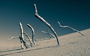 Сухие ветки торчат в песке
