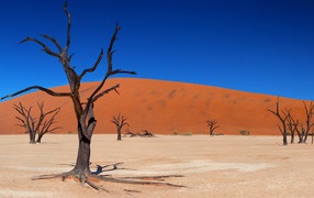 Dry trunks of trees on a background of sand dunes