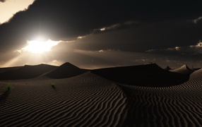 Одинокие растения в пустыне